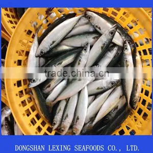 Frozen Pacific Mackerel Fish thumbnail-1
