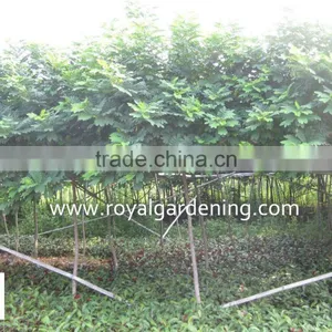 Cassia Surattensis for Landscaping thumbnail-3