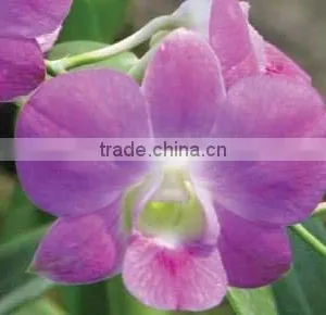Fresh Cut Orchids, Dendrobium Orchids, Fresh Cut Stem thumbnail-1
