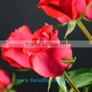 Export Fresh Cut Roses Flowers Carola Rose Flower From Kunming Rose-wholesale thumbnail-1