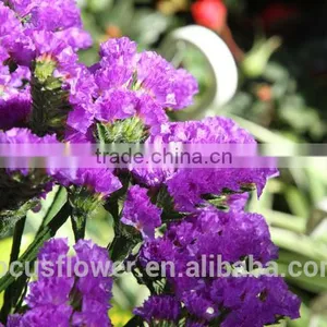 Export Fresh Myosotis Cut Flowers Statice for Holiday Party thumbnail-3