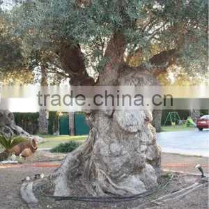 Centenary Olive Tree thumbnail-3