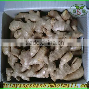 Fresh Garlic Sprout 2015/Garlic Moss thumbnail-6