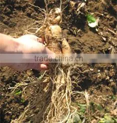 Authentic Chariity Item American Ginseng Roots thumbnail-5