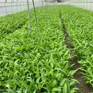 6g Buy Hybrid Asian Green Leaf Vegetable Water Spinach Seeds Ipomoea Aquatica Seeds thumbnail-4
