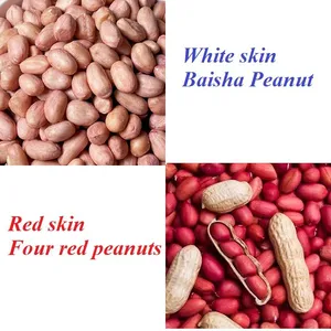 Peanut (without Shell) White Skin and Red Skin thumbnail-1