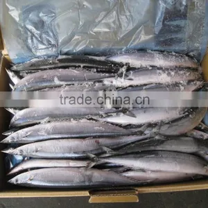 Frozen Saury thumbnail-5