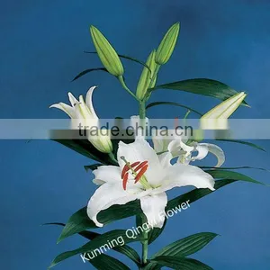 Most Popular Fashion Beautiful Cheap Wholesale Water Lily thumbnail-4