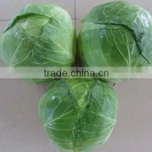 Fresh Chinese Cabbage thumbnail-2