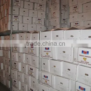 Export Good Quality Fresh Ginger thumbnail-2