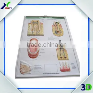 3D Anatomical Chart--- Ear, Nose and Throat (ENT) thumbnail-3