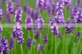 Lavender Essential Oil From Borg Export thumbnail-5