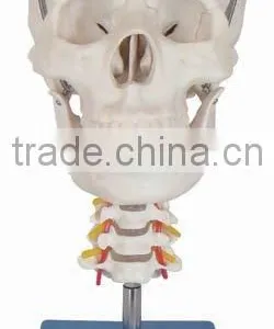 Skull Model,skeleton Model thumbnail-1
