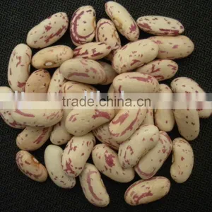 All Type Light Speckled Kidney Beans thumbnail-1