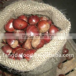 40-50 Pcs/kg Fresh Chestnut thumbnail-1