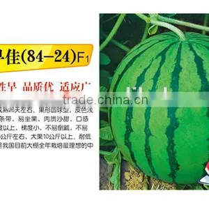 Hybrid F1 Sweet Red Watermelon Seeds For Sale-Early Excellence 8424 F1 thumbnail-1