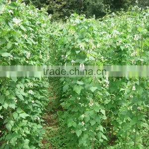 Red Kidney Beans for Hot Sale and With Free Sample for Sale thumbnail-6