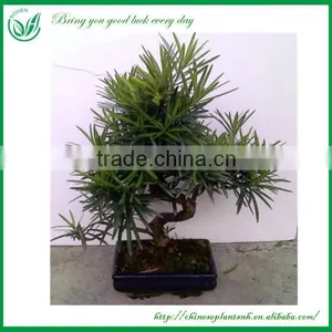 Ficus Mini Bonsai thumbnail-6