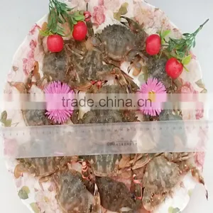 Frozen Mud Crabs thumbnail-1