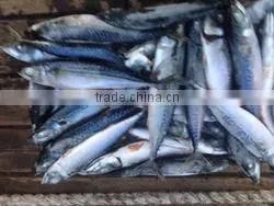 Top Quality Pacific Mackerel Hgt Frozen With Long-term Technical Support thumbnail-2