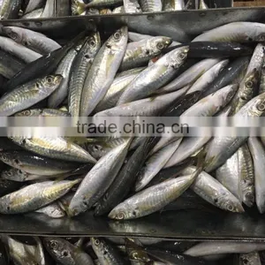 Chinese Frozen Seafood/Frozen Fish Factory thumbnail-6