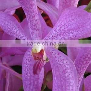 Fresh Cut Orchids, Mokara Orchids, Fresh Cut Stem thumbnail-1