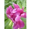 Paeonia Lactiflora Pall Extract 4:1,10:1,80% Glycoside thumbnail-1