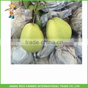 Good Qulity Fresh Shandong Pear Export To India thumbnail-1