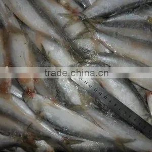 Frozen Sardine for Tuna Bait 140-200pcs thumbnail-4