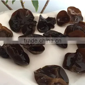 Perfect Black Fungus Mushrooms thumbnail-5