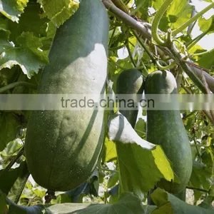 Chinese Fresh Winter Melon Fresh Wax Gourd Export thumbnail-3