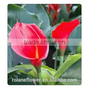 Real Natural Fresh Red Wine Color Calla Lily Flowers in Kunming thumbnail-3