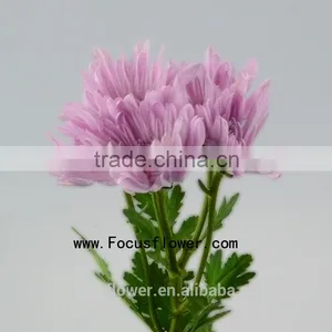 For Christmas Decoration Chrysanthemum Plant With 10 Stems/Bundle Autumn Chrysanthemum Flower With 0.5kg/Bundle Chrysanthemum Pi thumbnail-2