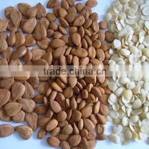 Blanched Apricot Kerenels(almond) Flakes in China thumbnail-6