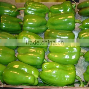 Capsicum thumbnail-6