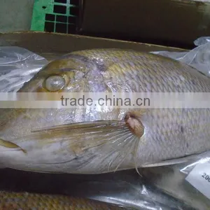 FROZEN EMPEROR FISH thumbnail-1