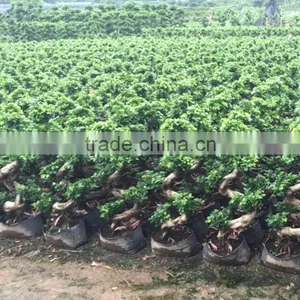 S Shape Ficus Multriroots Bonsai for Living Room Decor thumbnail-1