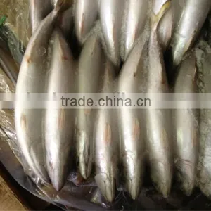 Frozen Whole Round Mackerel Size 200-300g/pcs for Sale thumbnail-4
