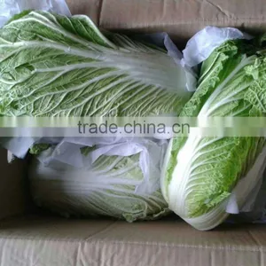 Chinese Cabbage thumbnail-1
