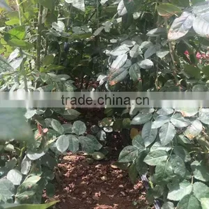 Natural Product Type Potted Rose thumbnail-2