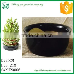 Tower Shaped Lucky Bamboo Flower Pot And Planting thumbnail-1