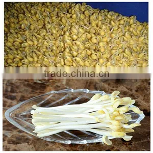 Lowest Price Automatic Bean Sprouter/bean Sprouting Machine With Best Service thumbnail-2