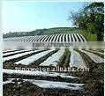 pp Spun Bond Nonwoven for Agriculture Use thumbnail-1