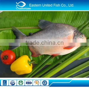 Wild Export Pacu Fish on Sale thumbnail-1
