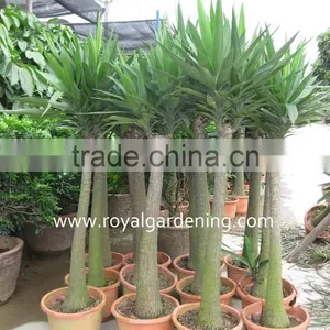 Yucca Elephantipes Ornamental Plants thumbnail-1