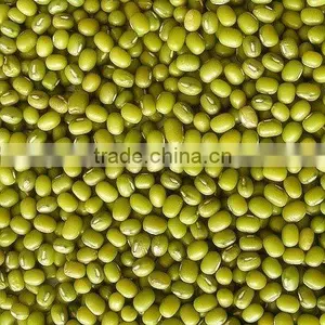 Mung Bean thumbnail-1