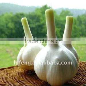 Chinese Normal White Garlic thumbnail-1