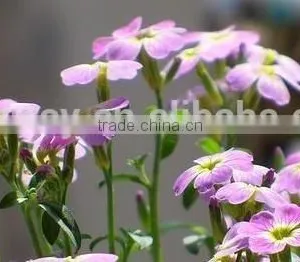 Virginia Stock, Malcolmia , Flower Seeds , Herb Seed,vegetalbe Seed,fruit Seed,grass Seed thumbnail-6