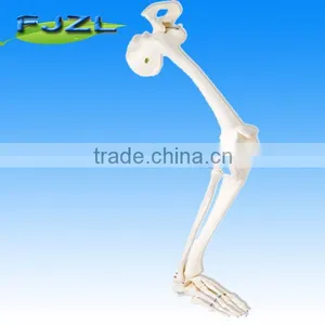Human Leg Skeleton Hip Bone Model With Lower Limb(right) thumbnail-1