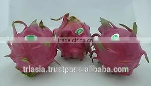Fresh Dragon Fruit / Pitaya thumbnail-1